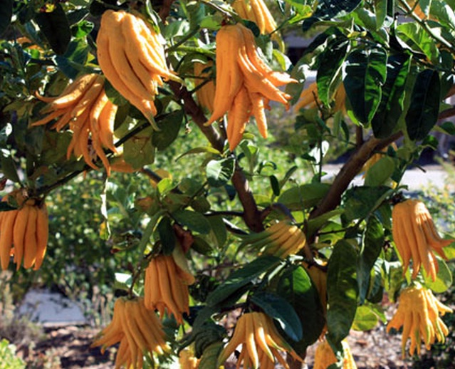 Buah-buah jeruk tangan Buddha yang masih bergelantungan di pohonnya.