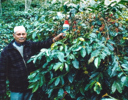 Ketinggian pohon kopi Arabika mencapai 3 meter.