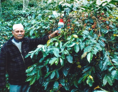 Perbedaan antara kopi Arabika dan Robusta sanggup dilihat dari perbedaan bentuk bijinya Perbedaan Kopi Arabika dan Robusta