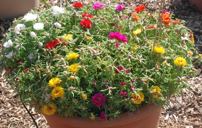  Tanaman  Portulaca Warna Acak 1 Rumpun BibitBunga com