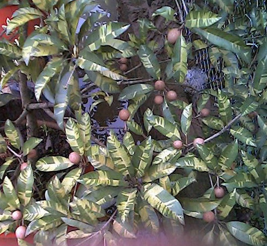 sawo-variegata