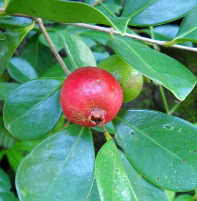 strawberry-guava