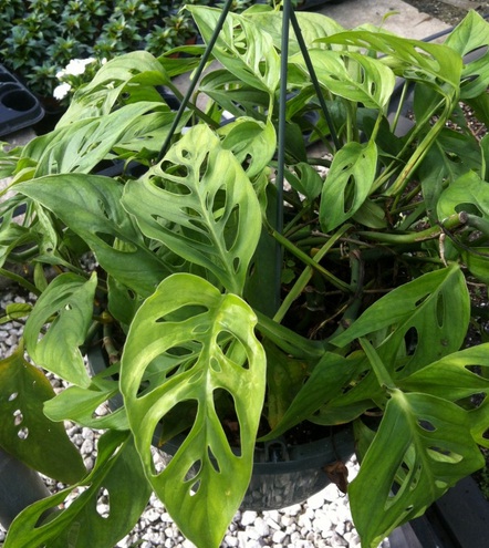 swiss-cheese-philodendron-gantung