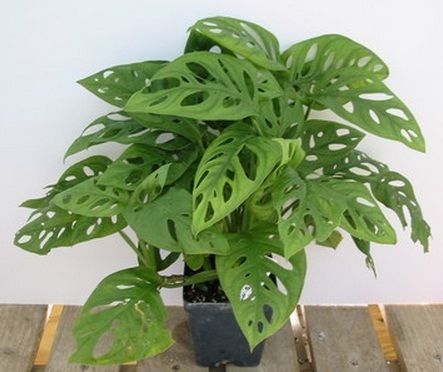 swiss-cheese-philodendron