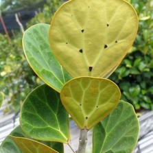  Tanaman  Zamioculcas 