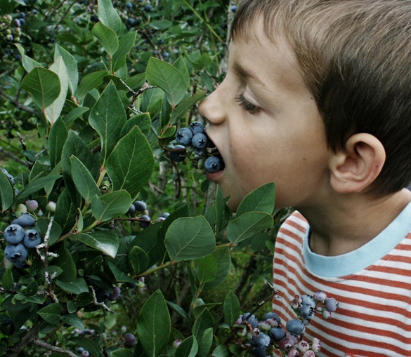 tanaman-buah-blueberry