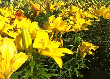 Warnanya yang terang menjadikan bunga lily kuning sebagi simbol kebahagiaan.