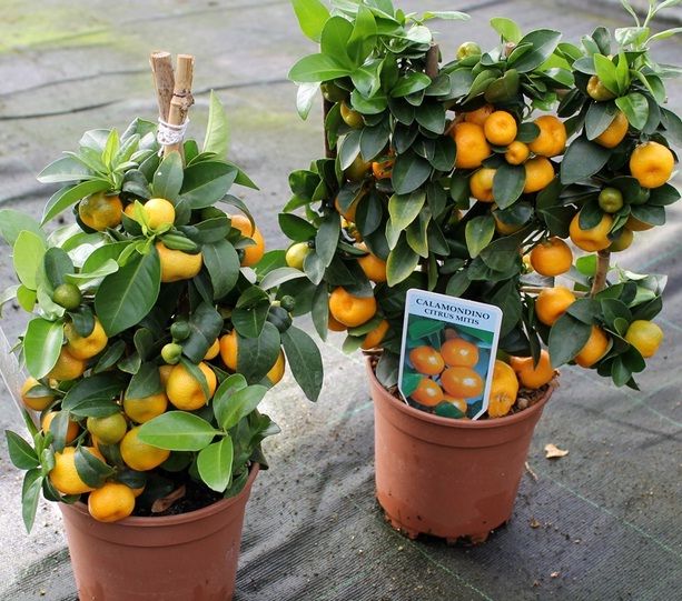 Jeruk kalamansi dijadikan tanaman hias berbuah kerdil di pot, indah sekali terutama saat Imlek, khas oriental.