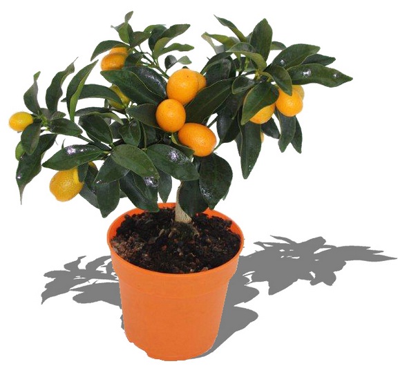 Tanaman jeruk nagami indah ditanam dalam pot. Sebenarnya dapat tumbuh besar namun bisa dipangkas rutin untuk menghasilkan tanaman yang lebih pendek jika Anda suka.