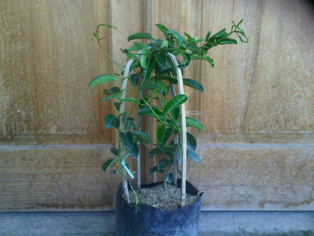 Tanaman madagascar jasmine kami yang siap kirim (ilustrasi ukuran tanaman yang dikirim ke Anda).