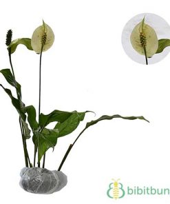 Tanaman Peace Lily (Spathiphyllum)