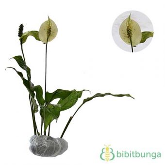  Tanaman Peace Lily Spathiphyllum BibitBunga com