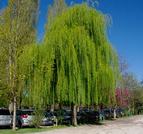 Bentuk daun yang terlihat unik ini menjadikan tanaman ini disebut weeping willow (weepeng berarti menangis).