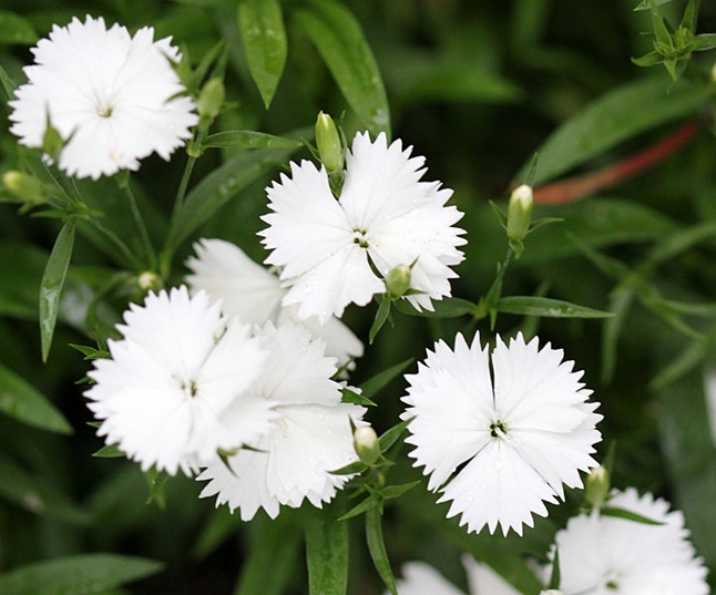 white-dianthus-baby-doll