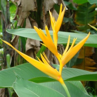 Tanaman Yellow Heliconia BibitBunga com