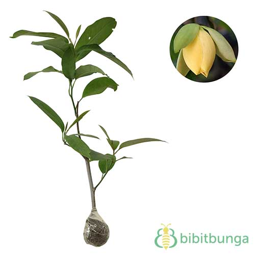 Tanaman Cempaka Telur Kuning (Magnolia liliifera)