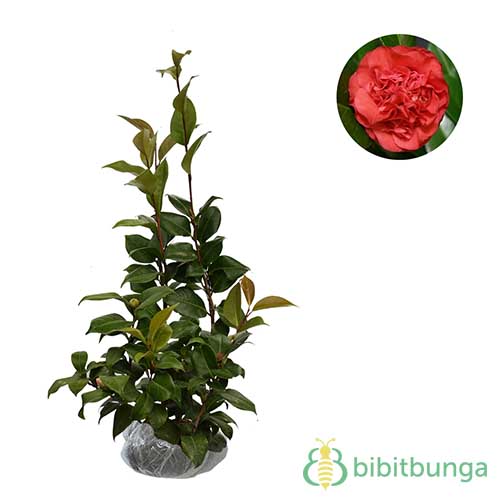 Tanaman Double Red Camellia Japonica