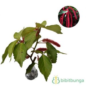 Jual Tanaman Ekor Kucing (Acalypha) - BibitBunga.com