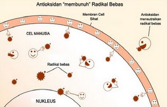 Milagros merupakan air alkali stabil yang mengandung anti Milagros Air Ajaib