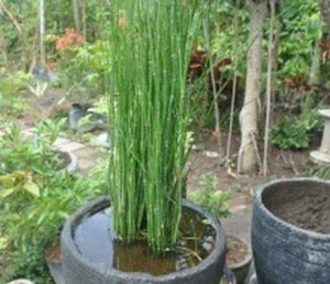  Cara  Menanam  dan Merawat bambu  Air BibitBunga com