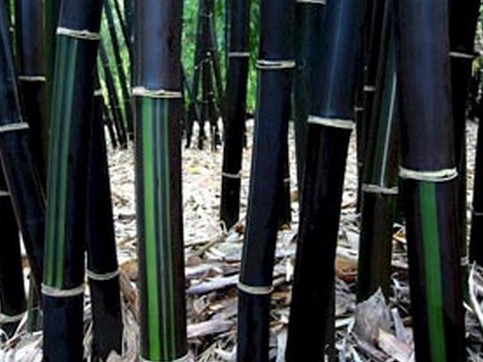 Tanaman Bambu  Hias di Indonesia BibitBunga com