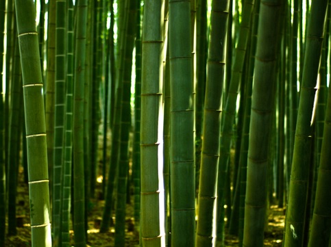 Bambu jepang jarang tumbuh berumpun, bambu ini sering digunakan untuk membuat pagar rumah.