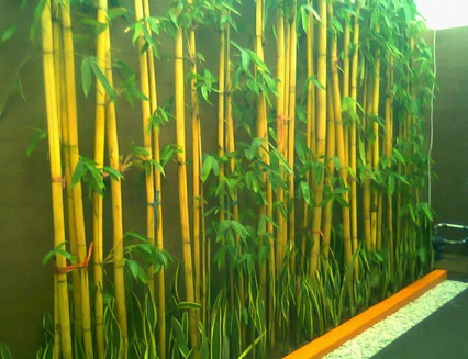 bambu kuning biasanya ditanam secara berjejer di pekarangan rumah untuk memberi kesan warna kuning yang indah diantara warna-warna hijau yang ada di taman.