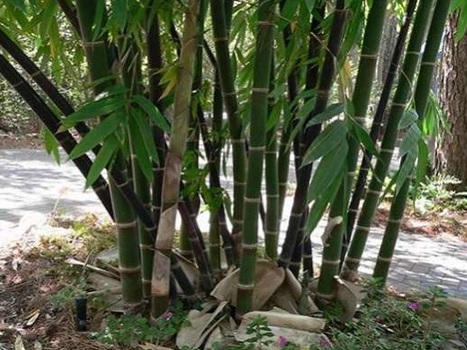 Bambu sian tumbuh dengan rumpun yang banyak. Bambu ini paling sering ditemukan di pedesaan tumbuh berumpun di pinggir jalan.