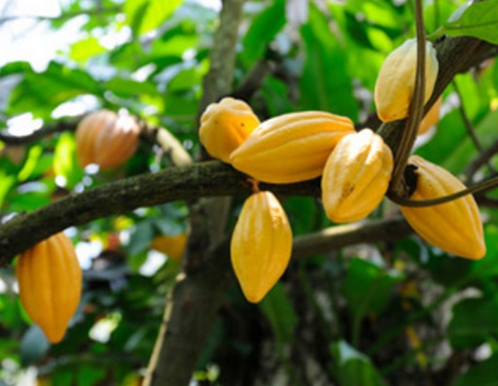 Buah coklat yang siap dipanen biasanya berwarna kuning atau orange.