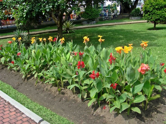 Di Malang, bunga kana menjadi maskot kotanya. Terbukti dengan banyaknya bunga kana aneka warna berjejer menghiasi alun-alun kota Malang.
