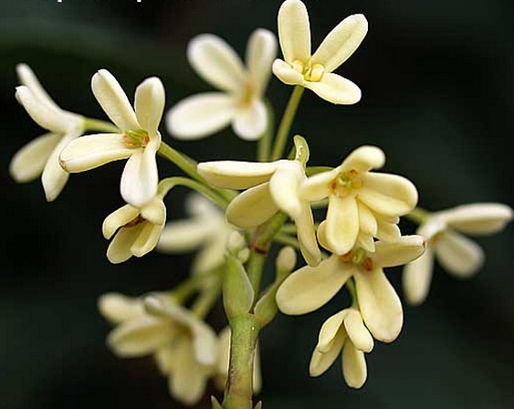 bunga-sweet-olive