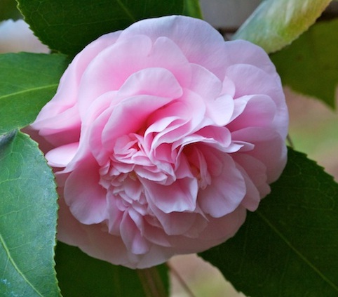 camellia-japonica-double-pink