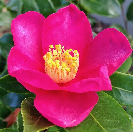 camellia-single-pink