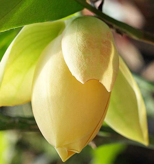Jual Tanaman Cempaka Telur Kuning Magnolia Liliifera Bibitbunga Com
