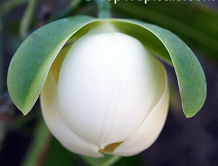 cempaka-telur-putih-magnolia-coco