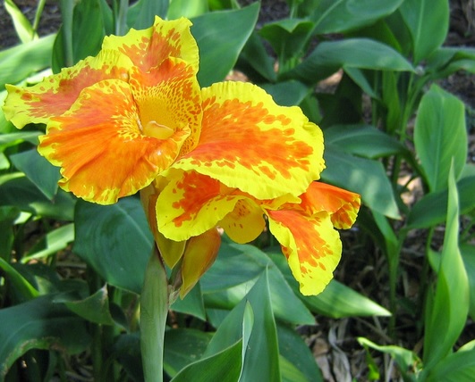 Salah satu macam bunga kana yang berwarna kuning dengan corak jingga membuat bunga ini sangat menarik.
