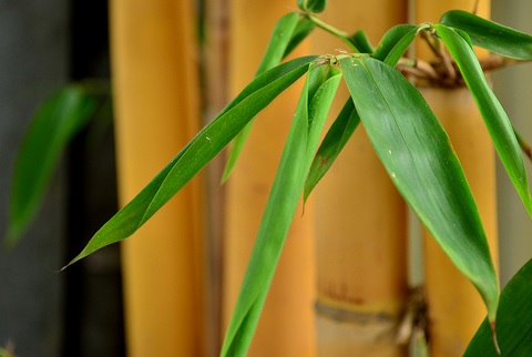 Daun bambu kuning mengandung senyawa-senyawa alami yang berkhasiat menyembuhkan penyakit seperti tuberkolosis.
