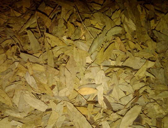Bentuk daun jati cina yang telah dikeringkan dan siap diperjual belikan sebagai bahan dasar pembuatan teh daun jati cina.