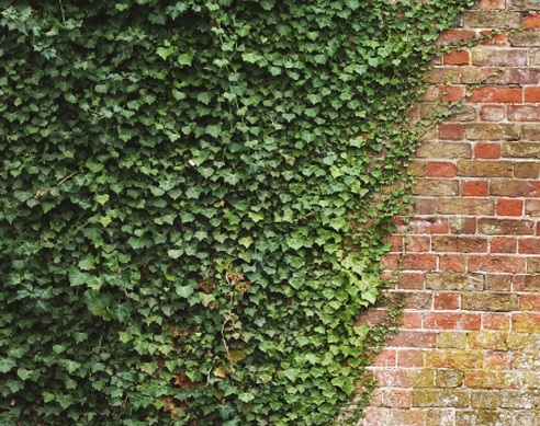English ivy akan merambat menutupi tembok pagar rumah anda.
