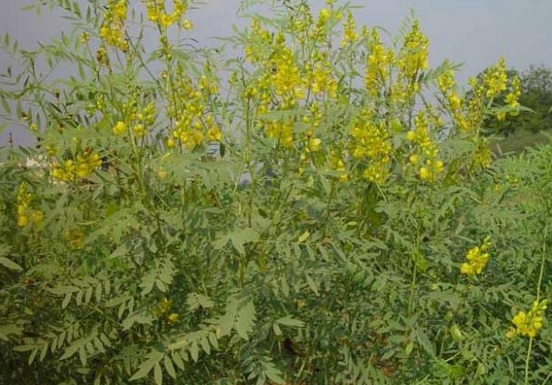 Jati cina biasa ditemukan tumbuh liar di kebun, hutan atau pinggir sungai. Jati cina memiliki bunga berwarna kuning. 