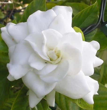 Bunga kaca piring berwarna putih bersih, bertekstur lembut dengan kelopak berlapis-lapis menyerupai bunga mawar putih.