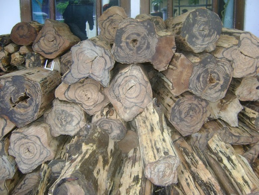 Kayu gaharu yang telah dipanen dan bisa langsung digunakan. Sebatang kayu gaharu ditaksir dengan harga fantastis.