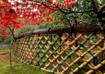 Bambu hias dapat dibuat menjadi pagar rumah dan dibentuk sedemikian rupa untuk mempercantik tampilannya.