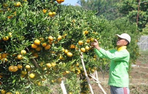 Cara Budidaya Jeruk Keprok BibitBunga