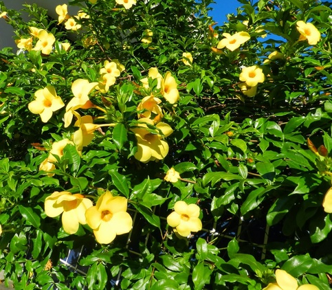 Sama seperti kembang sepatu, bunga yang mekar berwarna kuning inipun tumbuh dan hidup rimbun sebagai tanaman pembatas di pinggir-pinggir jalan, pinggir taman, atau bahkan sebagai pagar tanaman hidup.