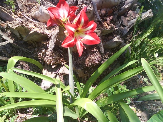 Bunga amarilis yang merekah indah ternyata dapat tumbuh bahkan pada kondisi tanah yang gersang sekalipun.