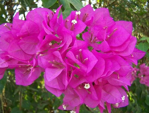 Biasanya bunga kertas dapat tumbuh liar dengan jumlah bunga yang sangat banyak dengan warna-warni yang cerah.