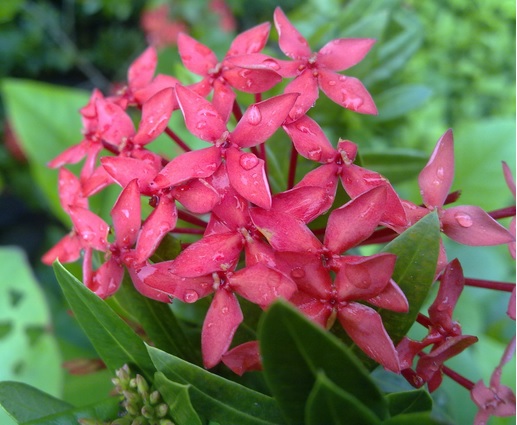 Bunga Asoka berwarna merah merupakan warna bunga Asoka yang paling umum ditemukan.