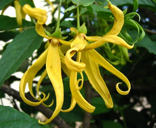 Kenanga memiliki kelopak bunga yang unik, sepintas seperti sayuran. Jika dicium, aromanya dapat merilekskan saraf-saraf.
