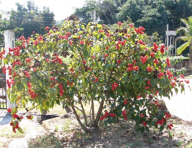 pohon-bunga-annatto-achiote